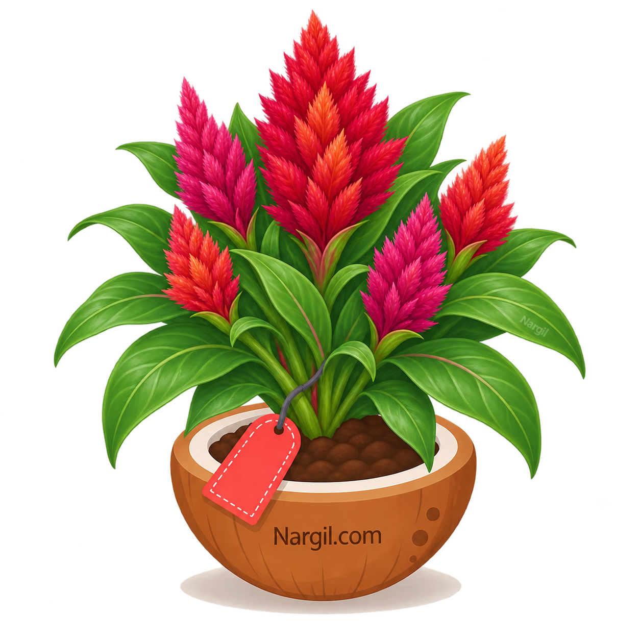 Nargil_Celosia Argentea